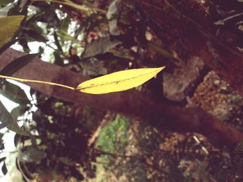 Close-up of leaf on tree trunk