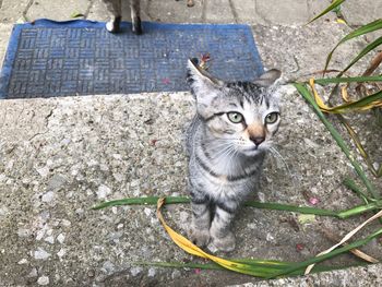 High angle portrait of cat on street