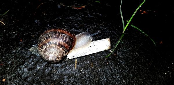 Close-up of snail on leaf