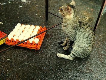 High angle view of cat sitting by egg carton on road