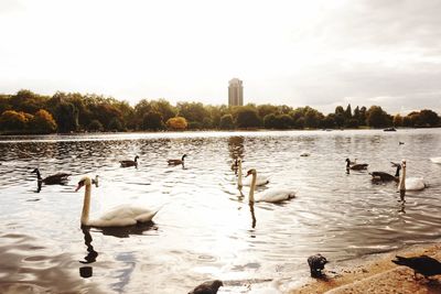 Birds in the lake