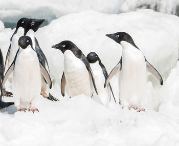 Close-up of penguin