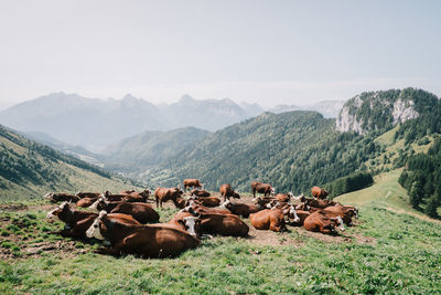 Cows on field by mountains against clear sky