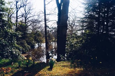 Trees in forest