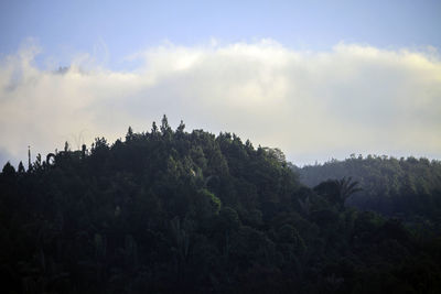 Panoramic view of forest against sky