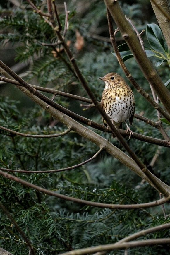 animal themes, animals in the wild, wildlife, one animal, bird, branch, perching, tree, nature, focus on foreground, full length, forest, outdoors, no people, close-up, day, zoology, beauty in nature, selective focus, vertebrate