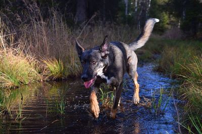 View of dog running through creek in forest