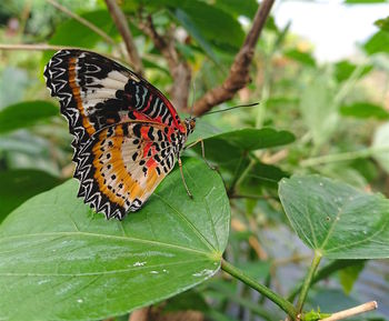 Close-up of butterfly on leaf