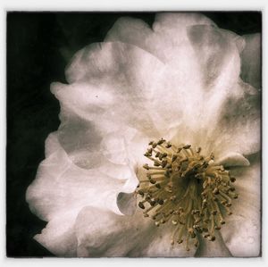 Close-up of flowers