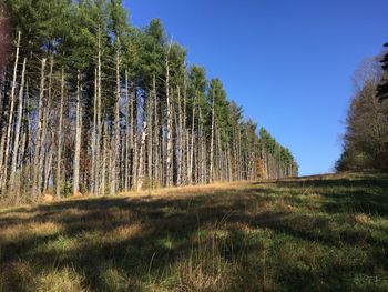 Low angle view of trees in forest against clear sky