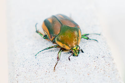 Beetles are hexagon invertebrates and the largest group within the arthropods phylum. 