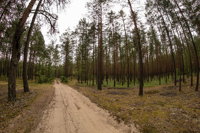 Dirt road amidst trees in forest