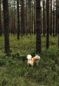 View of a dog in the forest