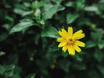 Close-up of yellow flowering plant
