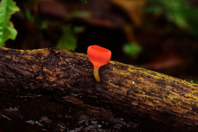 Close-up of red mushroom growing on tree trunk