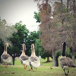 Flock of birds on field against trees