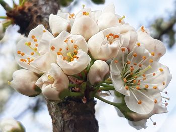 Close-up of white flowering plant