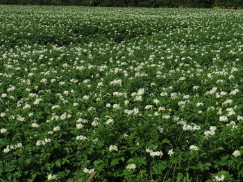 View of flowering plants growing on field