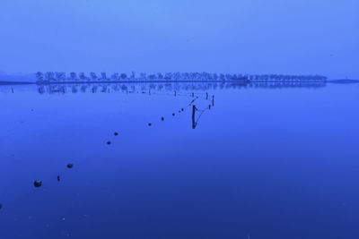 Birds flying over water against clear blue sky