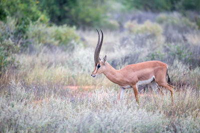 Side view of deer on field