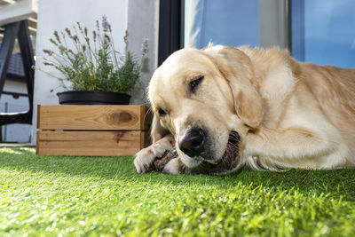 A young male golden retriever is eating a bone outside in front of a patio window on grass.