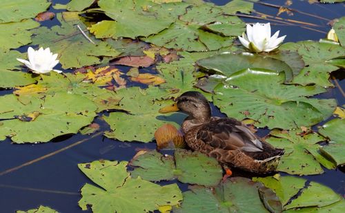 Leaves floating on water