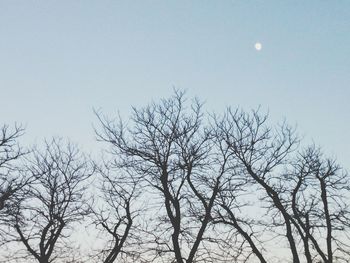 Low angle view of bare trees against clear sky