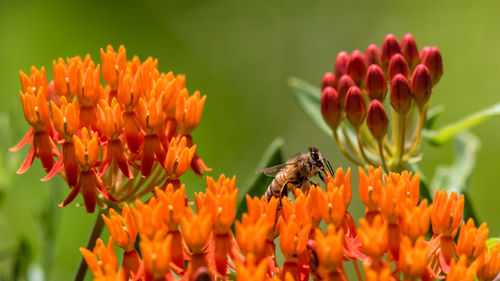 Close-up of busy honeybee pollinating on orange colored flower