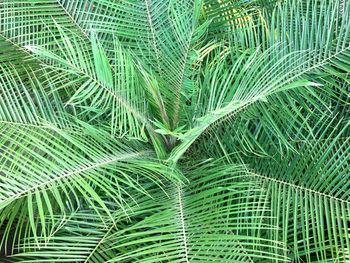 Full frame shot of palm tree