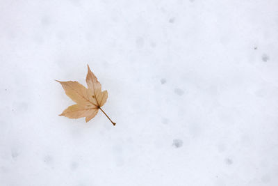 High angle view of leaf on snow covered land