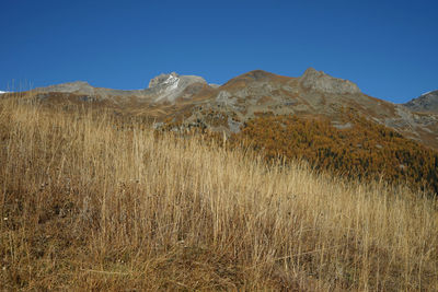 Low angle view of grass and mountain against clear blue sky 