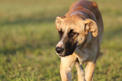 Portrait of a dog