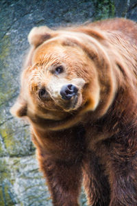 High angle portrait of bear standing on rock