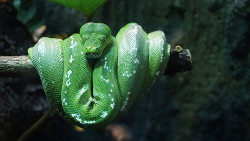 Green python on a tree