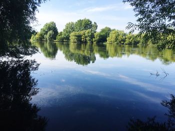 Reflection of trees in calm lake