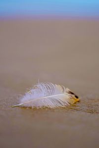 Close-up of feather on beach