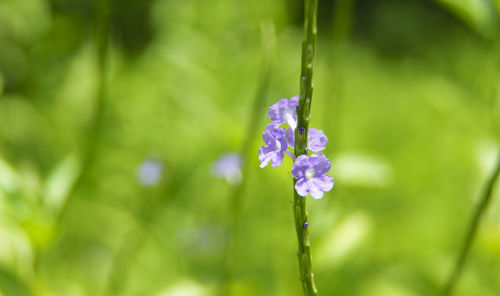 Close-up of purple flowering plant