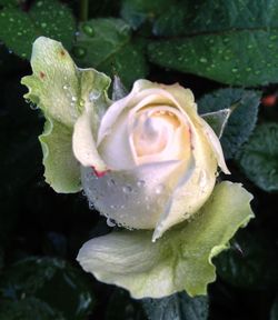 Close-up of rose