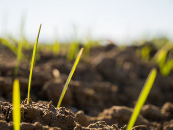 Close-up of plants growing on field