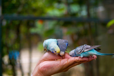 Close-up of hand holding a bird