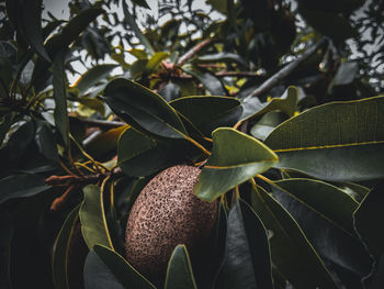 Close-up of potted plant