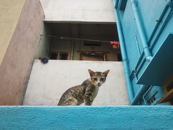 Portrait of cat sitting outdoors