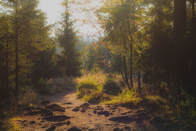 Trees in forest during autumn