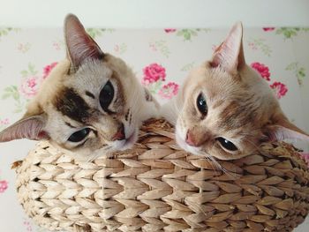 High angle view of two cats