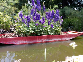 Purple flowering plants in lake