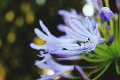 Close-up of purple flowers