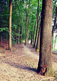 Trees in forest