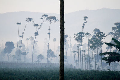 Trees on field against sky during foggy weather