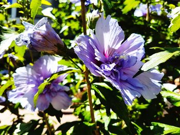 Close-up of purple flowering plant