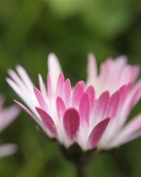 Close-up of pink flower